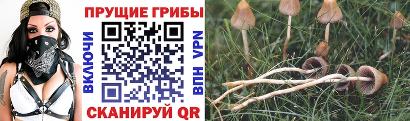 Купить закладки  Харовск  Галлюциногенные грибы Psilocybe 